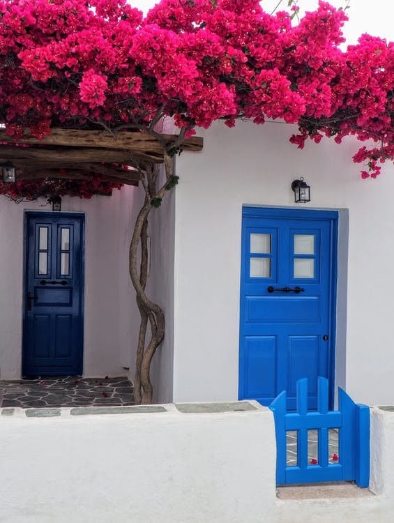 A contrasting blue front door popping out on a bland white wall with shocking pink flowers.