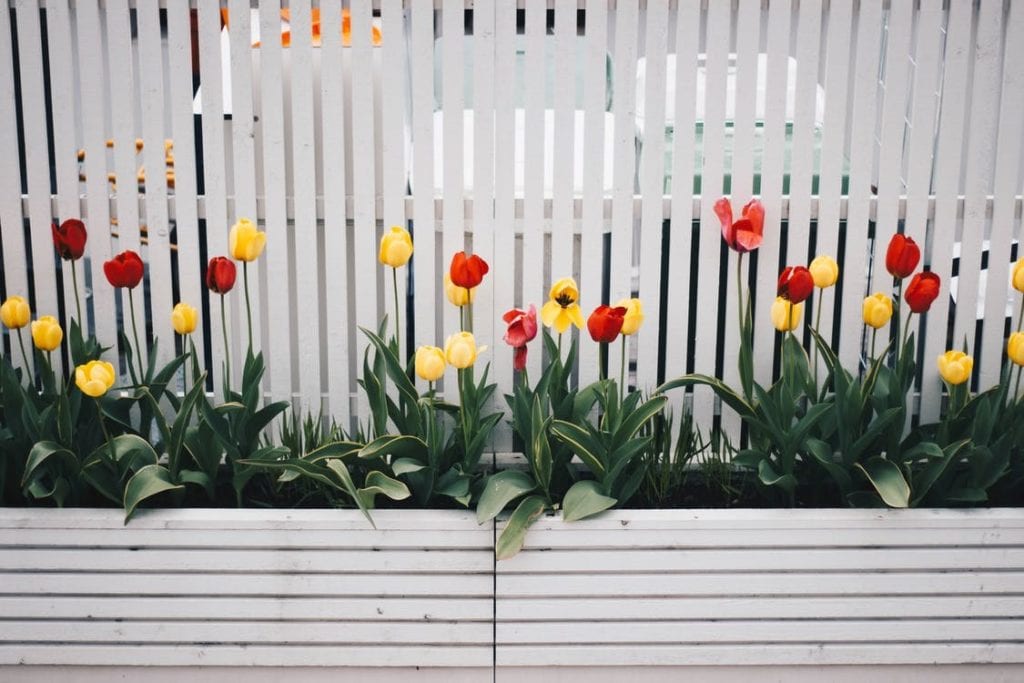 Whiteboard fencing around the yard with flowers for better safety of dogs and enhanced look.