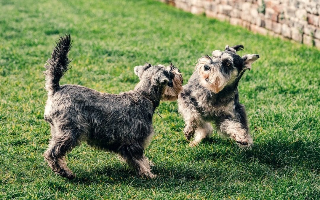 Dogs playing in the backyard of a house.