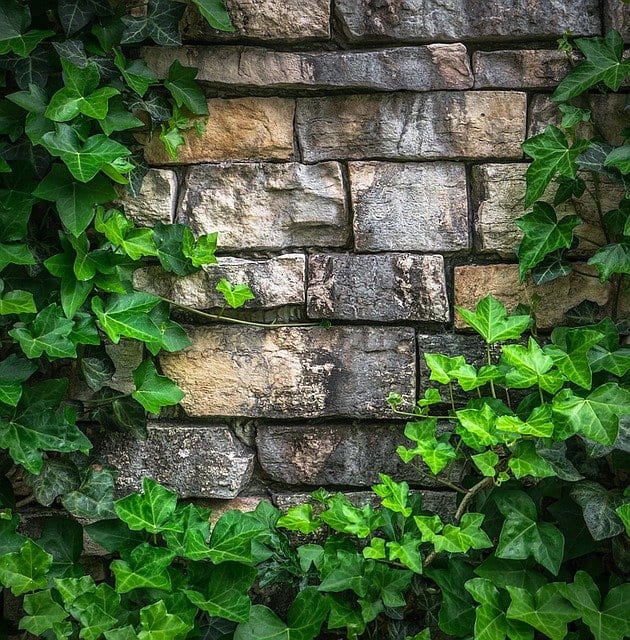 Ivy on a stone wall