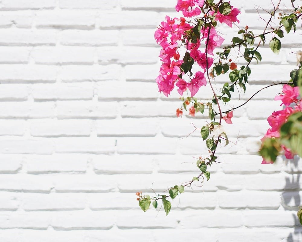 pink and green flowers against a white wall
