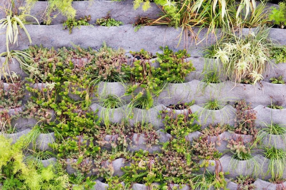 Beautiful vertical garden with plants on a textured stone wall.