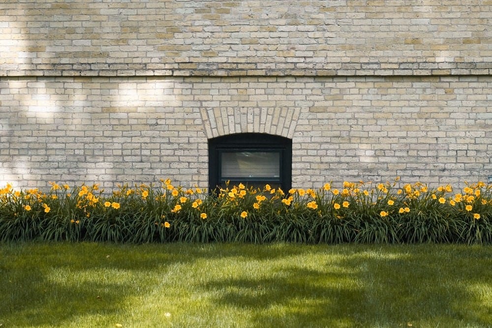 yellow flowers against a retaining wall