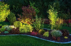 plants in the backyard highlighted at night through outdoor lighting
