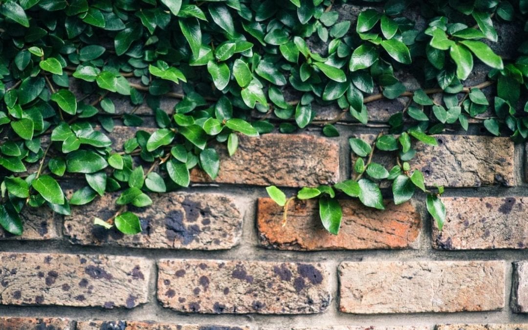 Damaged bricks covered with foliage