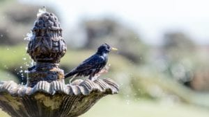 A bird resting on a birdbath. 