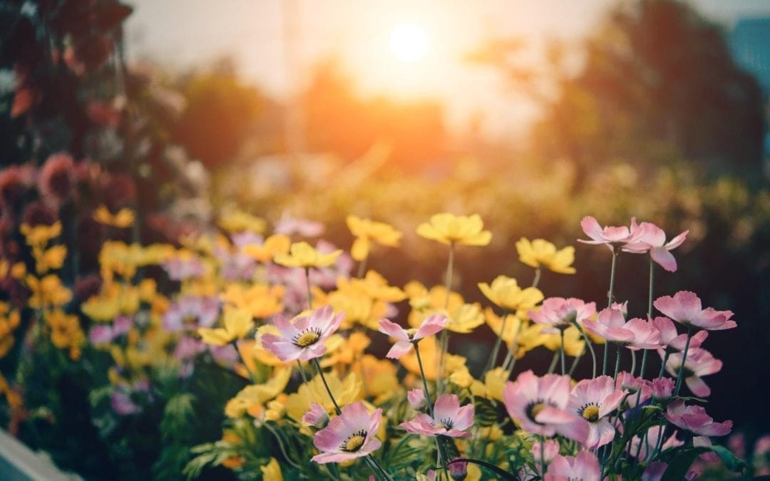 Bunch of yellow and pink flowers in a garden