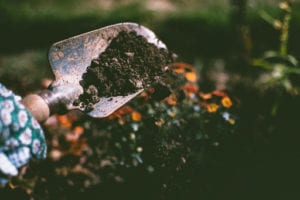 Digging soil with a shovel for planting