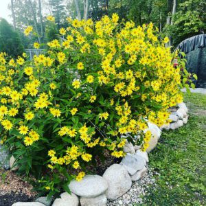 yellow flowering bush