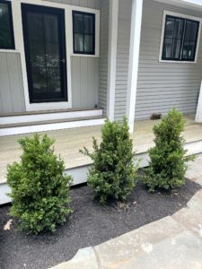 shrubs planted in front of home