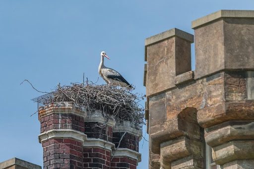Chimney can get blocked by bird's nests.