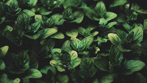 Closeup shot of green leaf plants