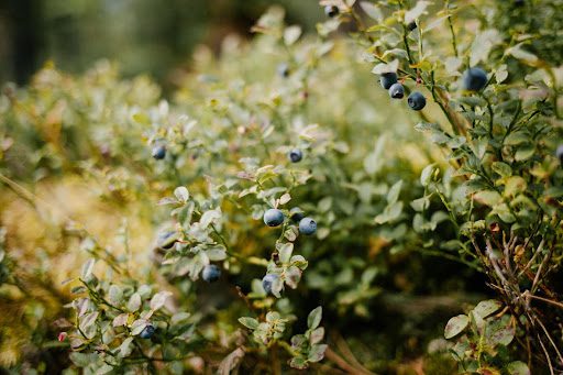 Tips to Grow Blueberries on Your Maine Property