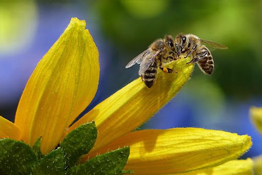 Landscaping Plants That Support Pollinators in Maine