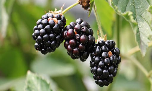 A bunch of blackberries