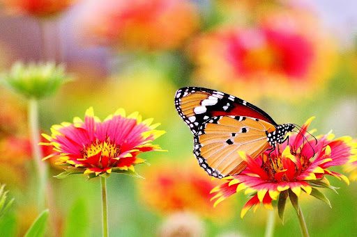 Plants That Can Attract Butterflies To Your Maine Garden