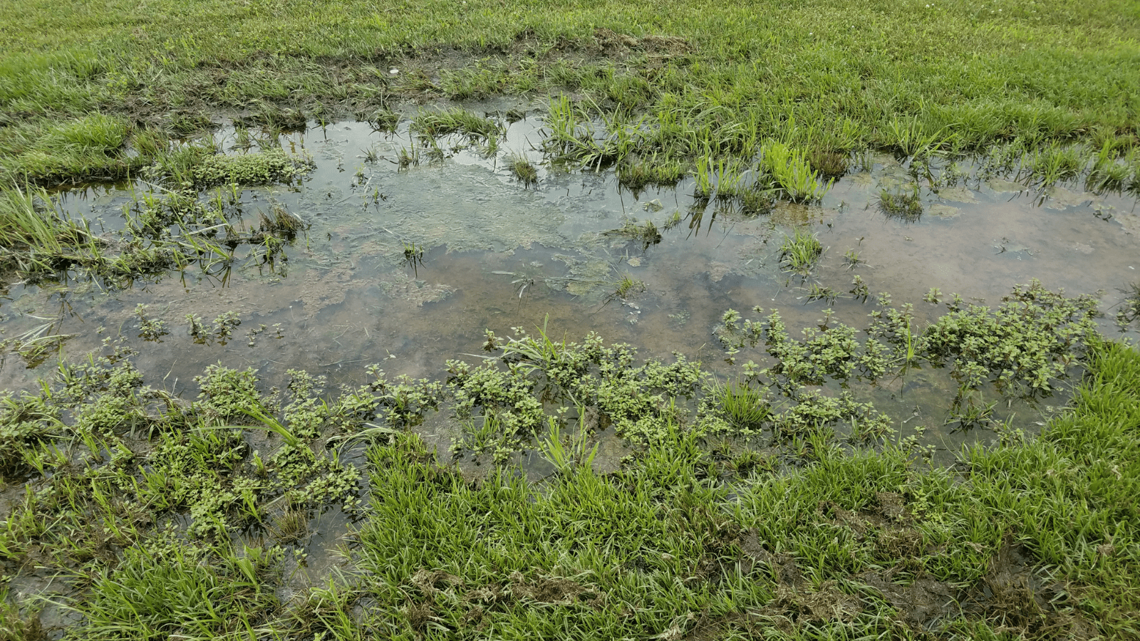 standing water