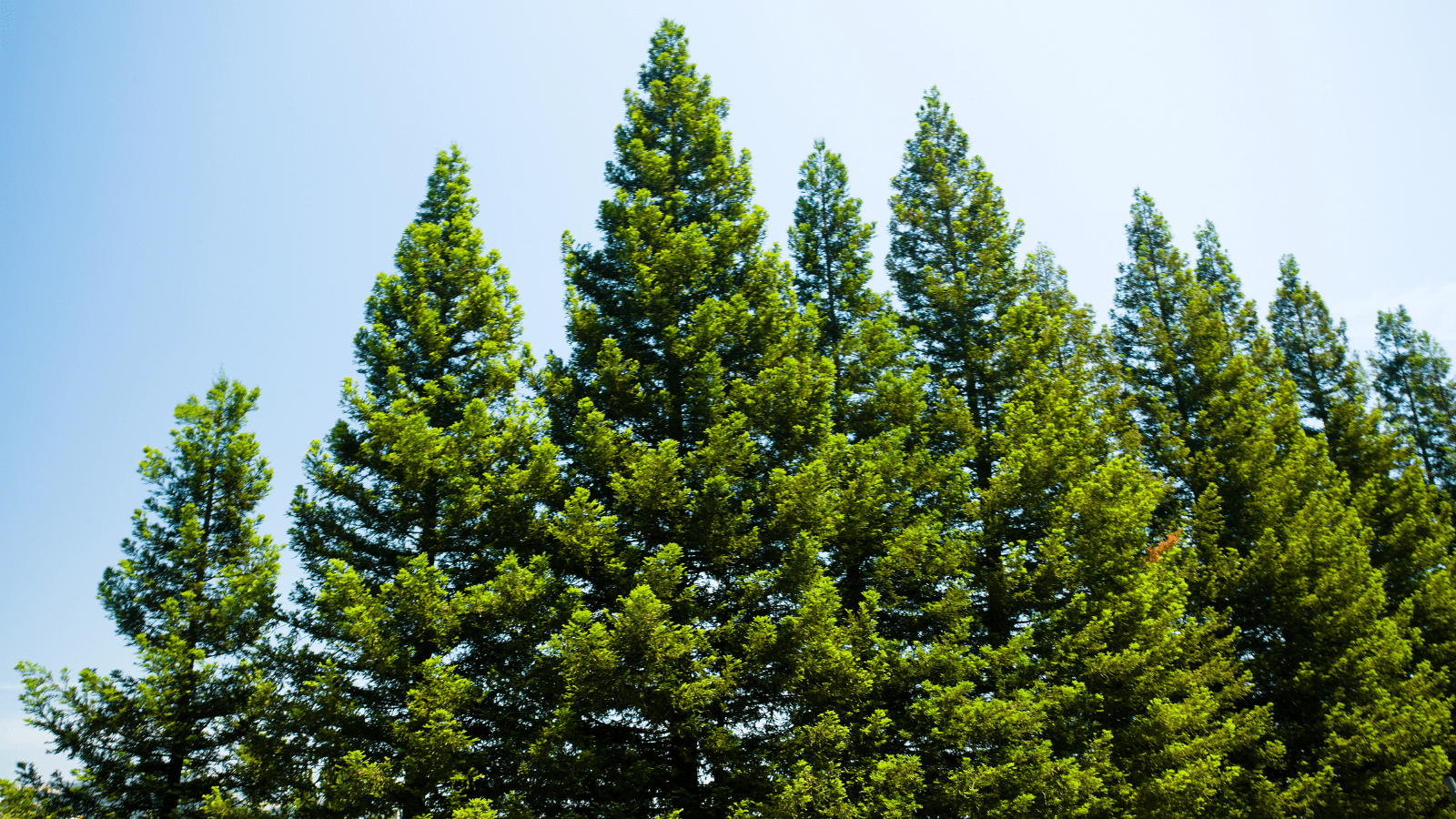 Evergreen Trees