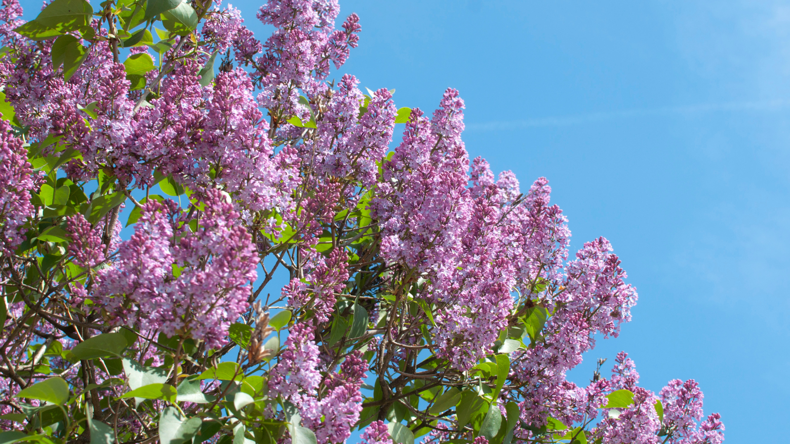 Common Lilac Tree