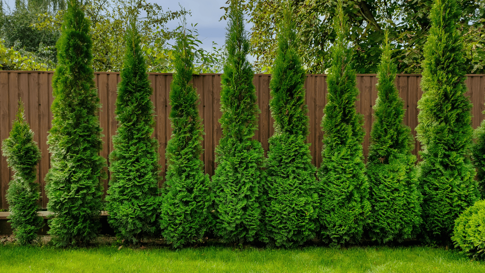 Privacy Trees