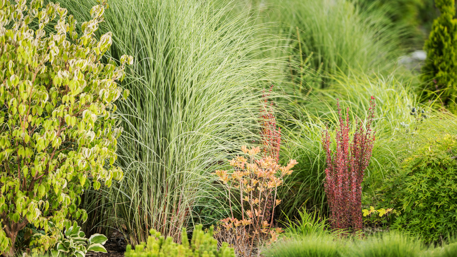 Ornamental Grasses