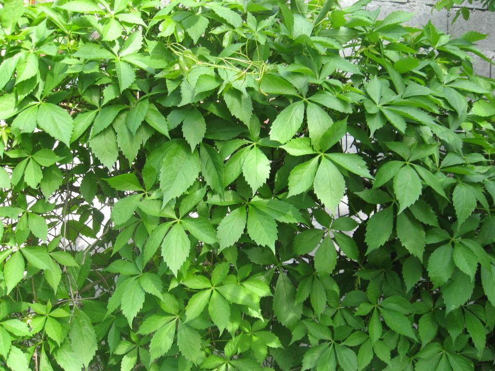 Climbing Vines