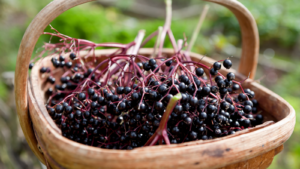 Elderberries