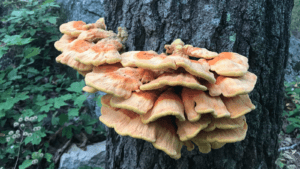 Edible Mushrooms