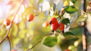 Beach Rose Hips