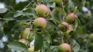 Wild apples