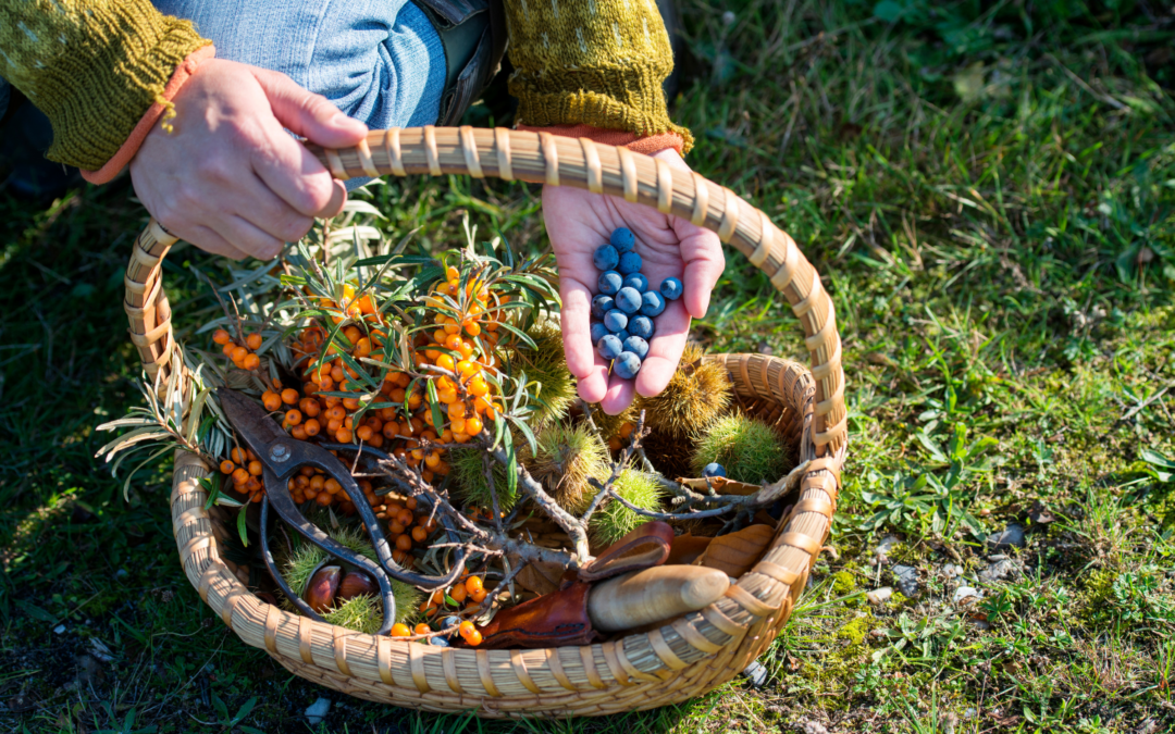 Foraging for Health: A Guide to Maine’s Wild Edible Plants