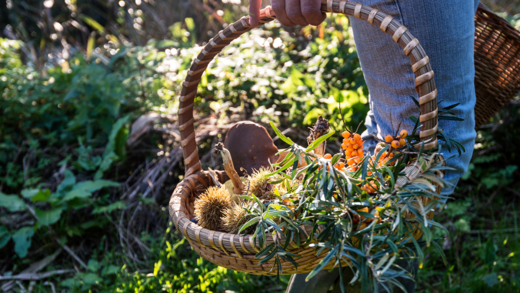 Foraging in Maine