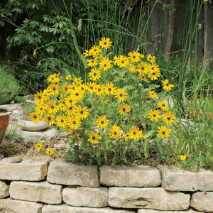 Black-eyed Susan