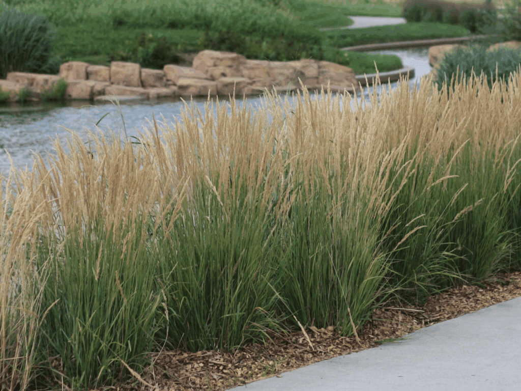Feather Reed Grass