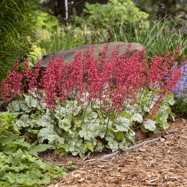Heuchera Spearmint Coral Bells