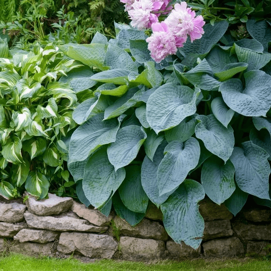 Hosta blue angel