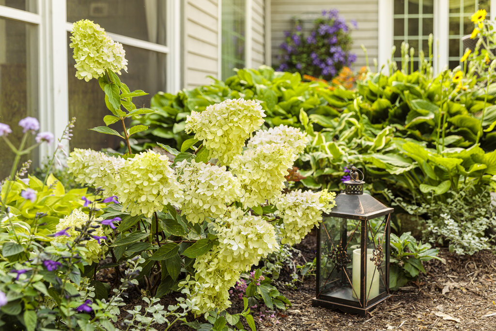 Hydrangea