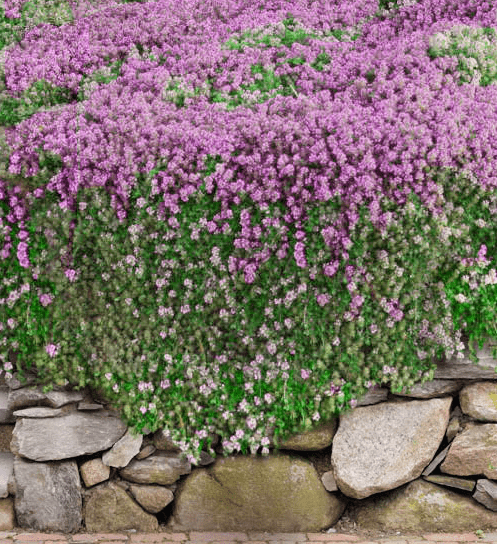 thymus serpyllum magic carpet creeping thyme
