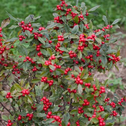 Winterberry Holly
